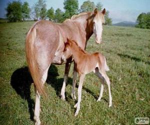 Puzzle Virginia Highlander άλογο καταγωγής Ηνωμένων Πολιτειών